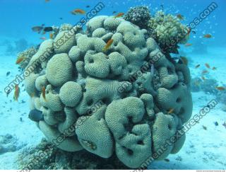 Brain coral Diploria cerebriformis 1